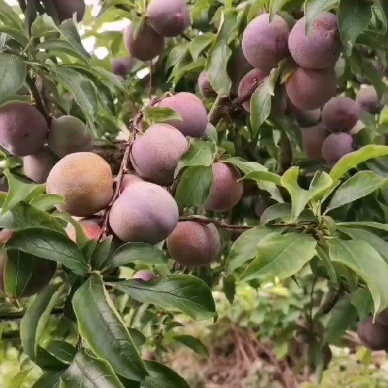 三华李