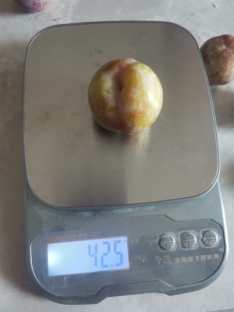 三华李