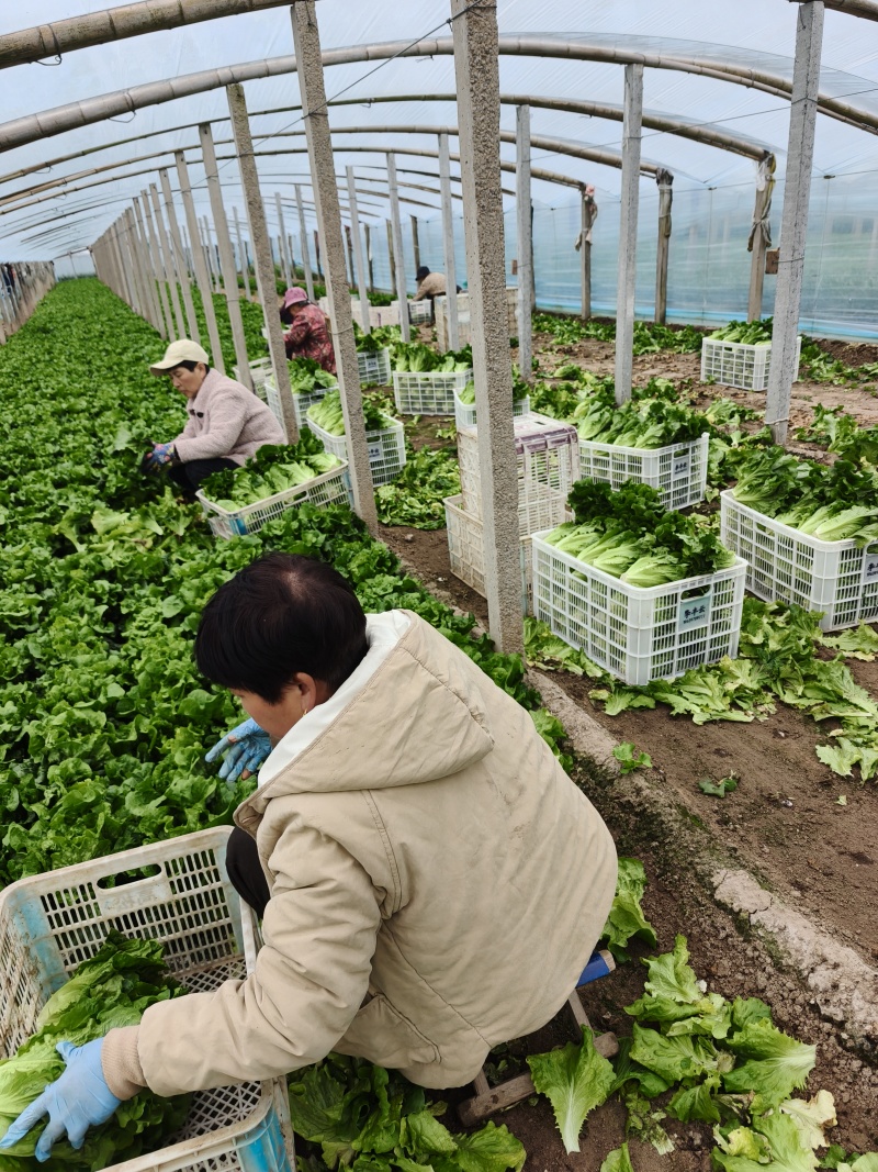 意大利生菜