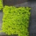 浙江嘉兴方盘佛甲草方盘熊猫量大价优物美价廉