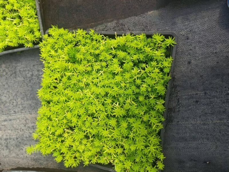 浙江嘉兴方盘佛甲草方盘熊猫量大价优物美价廉