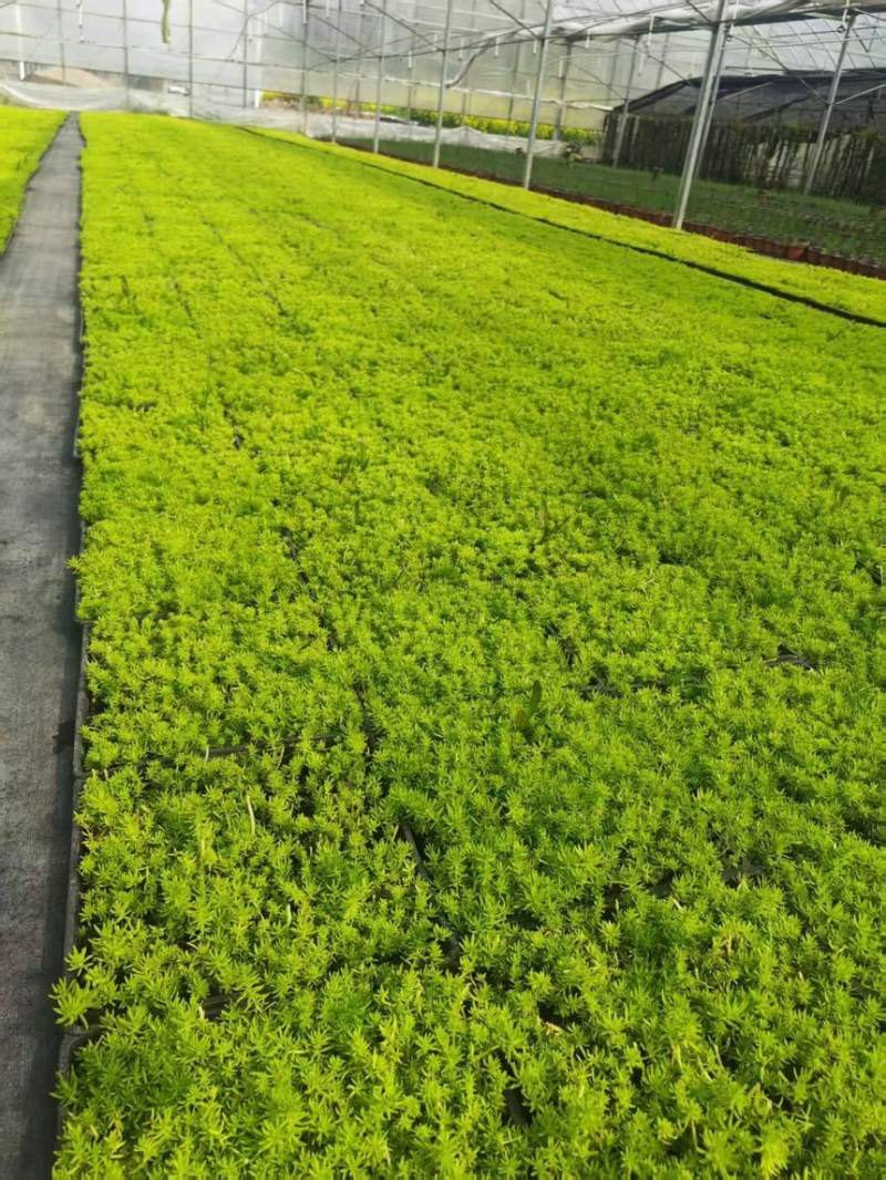 浙江嘉兴方盘佛甲草方盘熊猫量大价优物美价廉