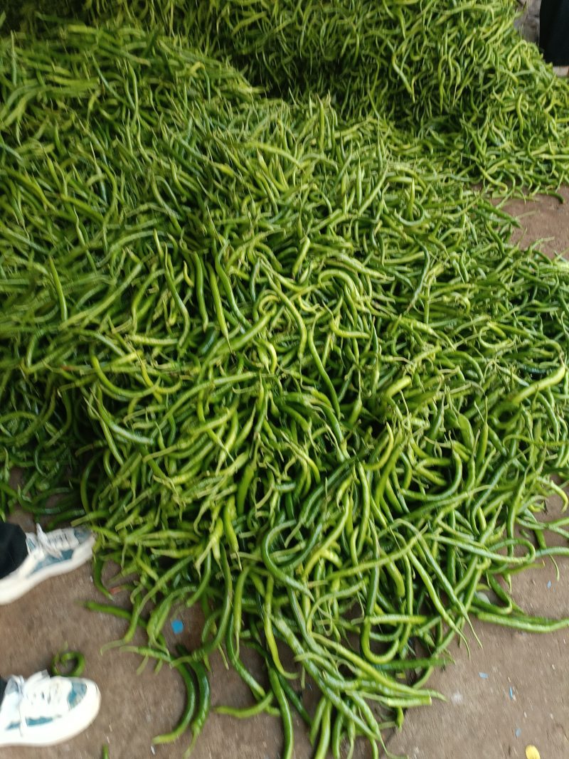 新鲜辣椒量大从优