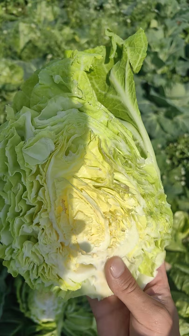 牛心甘蓝