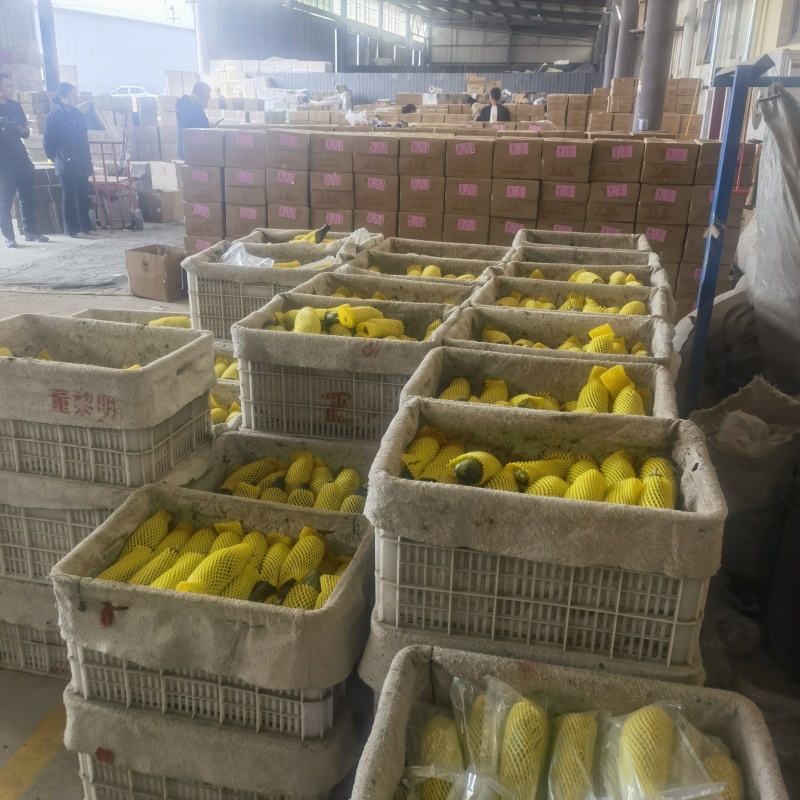 山东羊角蜜，一件代发，品质高售后低，对接全网电商社区团购