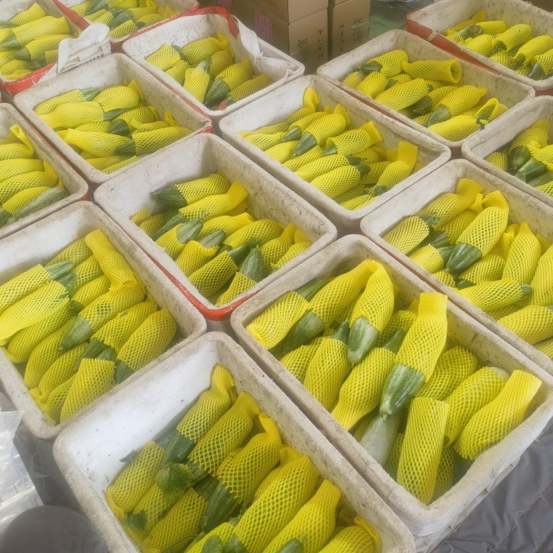 山东羊角蜜，一件代发，品质高售后低，对接全网电商社区团购