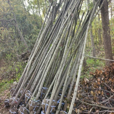 香樟品质好价格优诚信经营量大从优