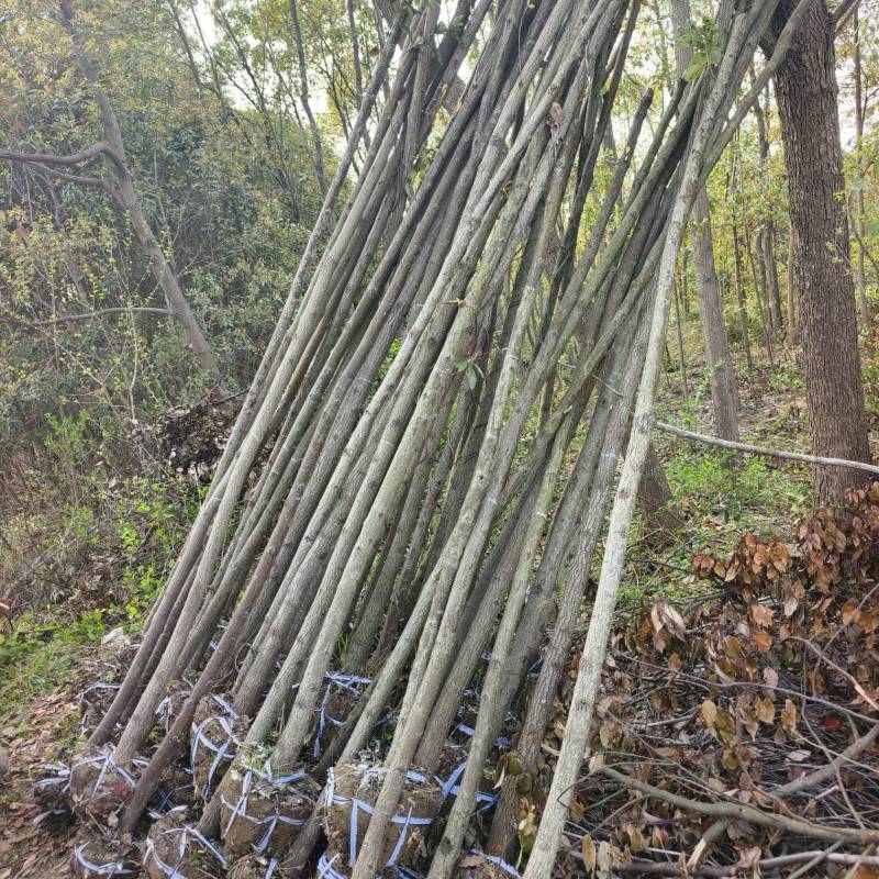 香樟品质好价格优诚信经营量大从优