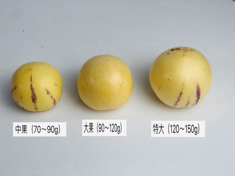 云南树熟人参果