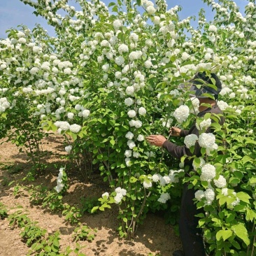 木绣球产地/木本绣球供应