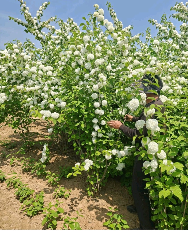 木绣球产地/木本绣球供应