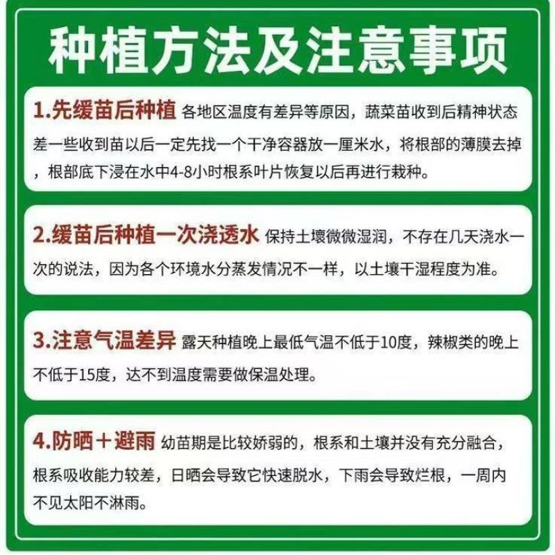 大粉番茄苗沙瓤口感