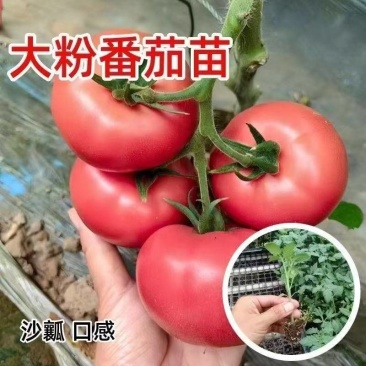 大粉番茄苗沙瓤口感