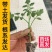 大粉番茄苗沙瓤口感