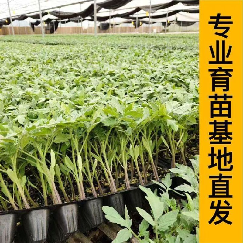 大粉番茄苗沙瓤口感