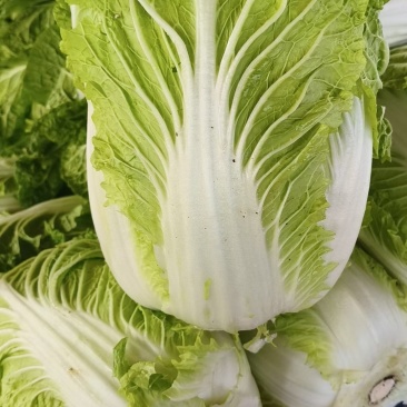 黄心大白菜