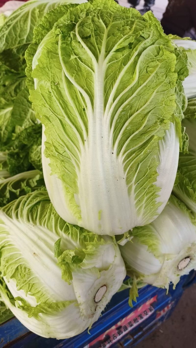 黄心大白菜