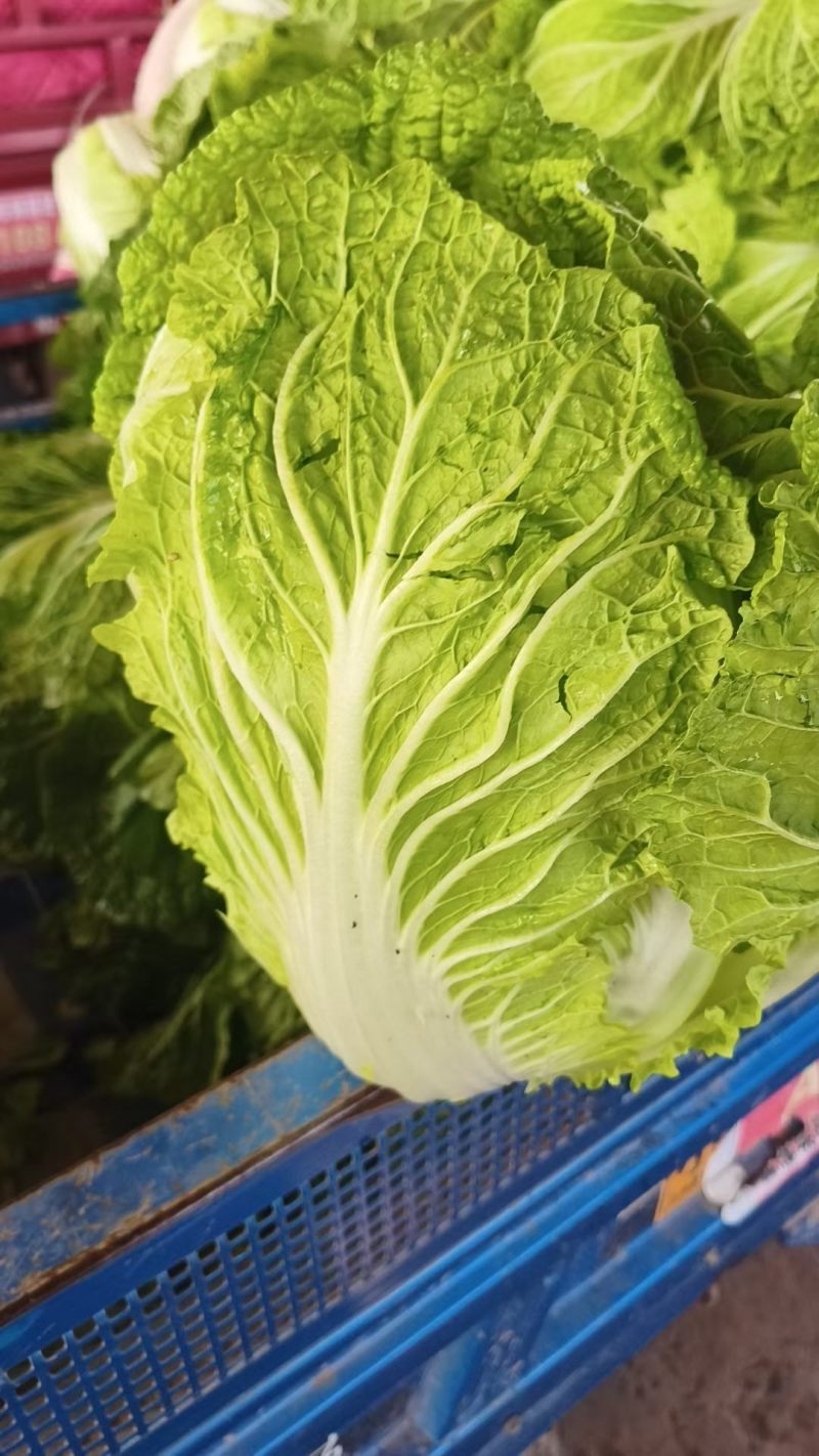 黄心大白菜