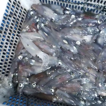北部湾鱿鱼，活冻花粉鱿，子弹鱿，鱿仔