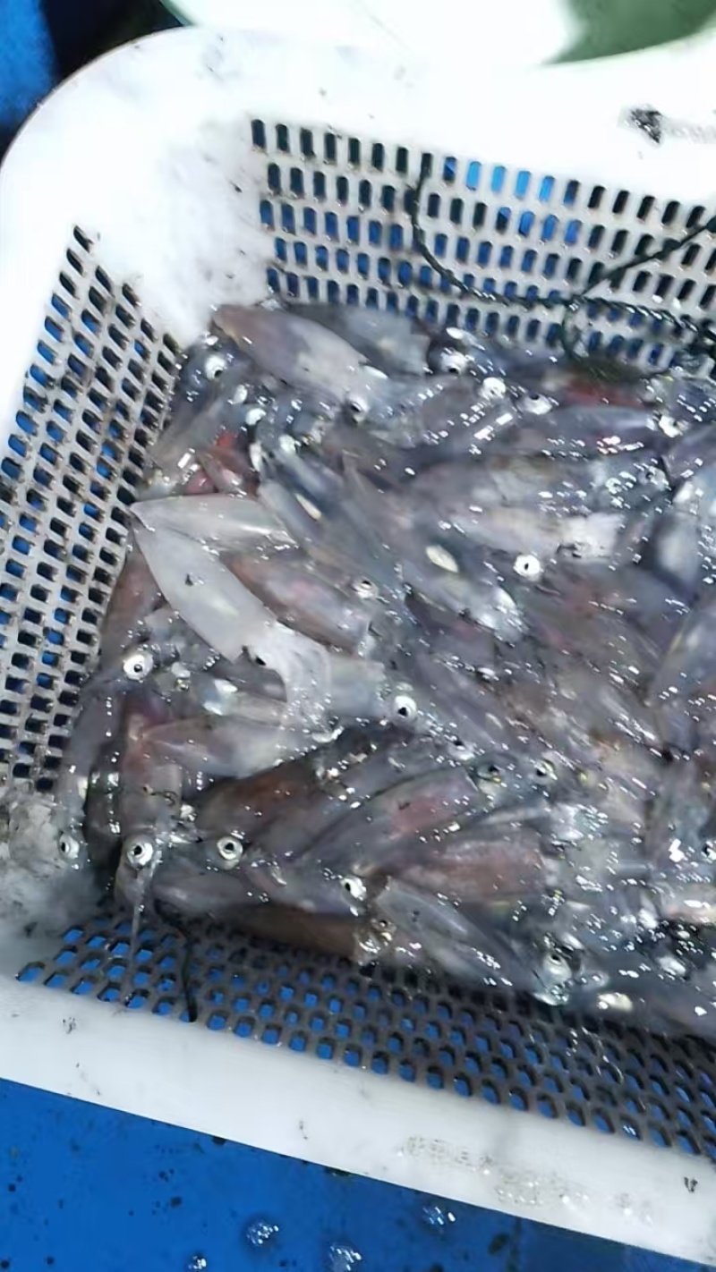 北部湾鱿鱼，活冻花粉鱿，子弹鱿，鱿仔