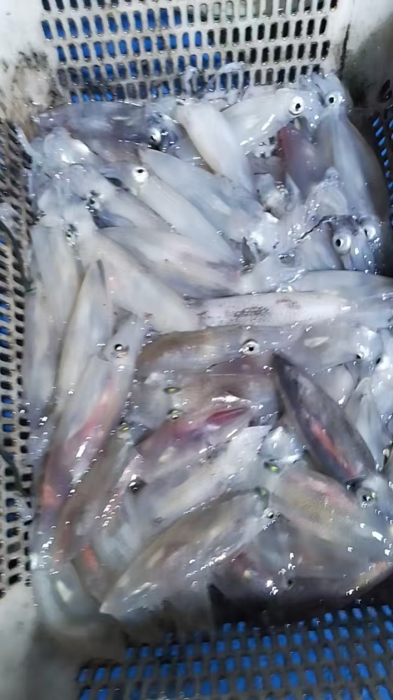 北部湾鱿鱼，活冻花粉鱿，子弹鱿，鱿仔