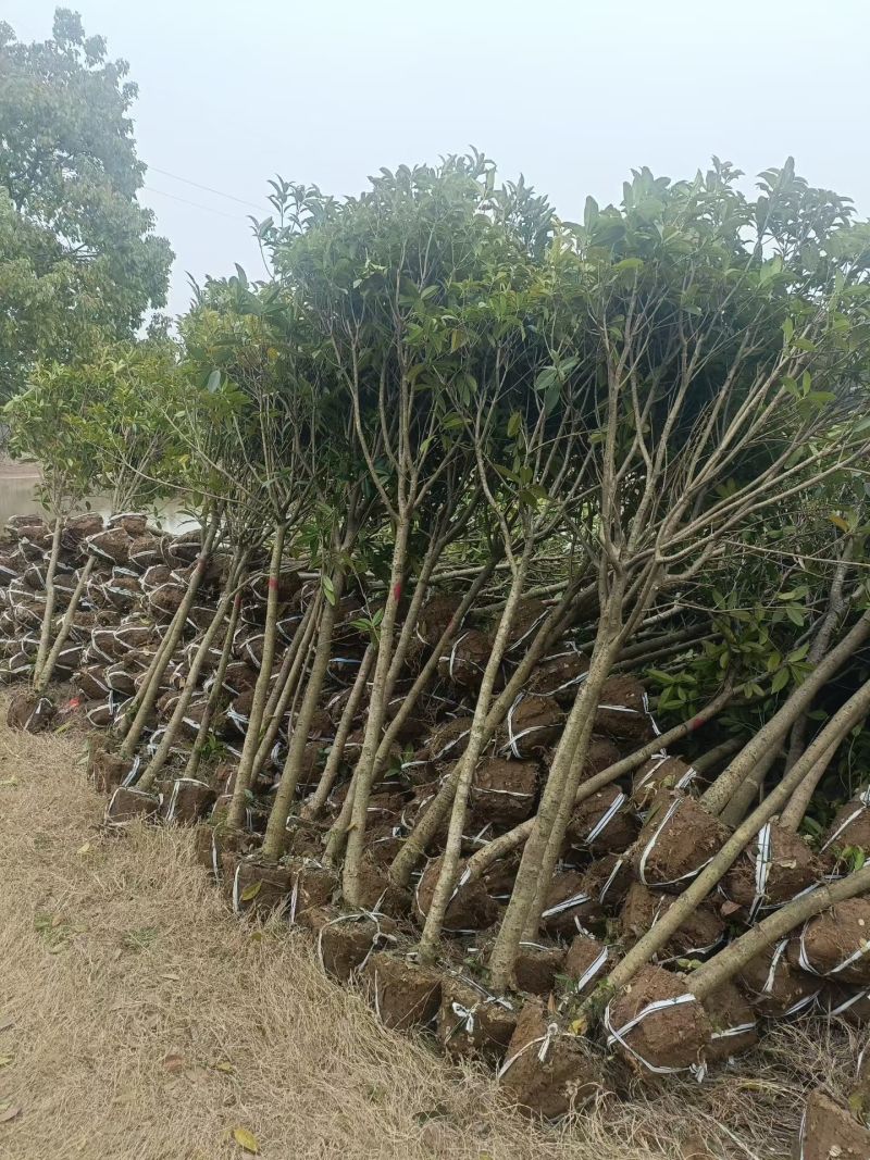 桂花树现挖现发全国发货欢迎来电洽谈