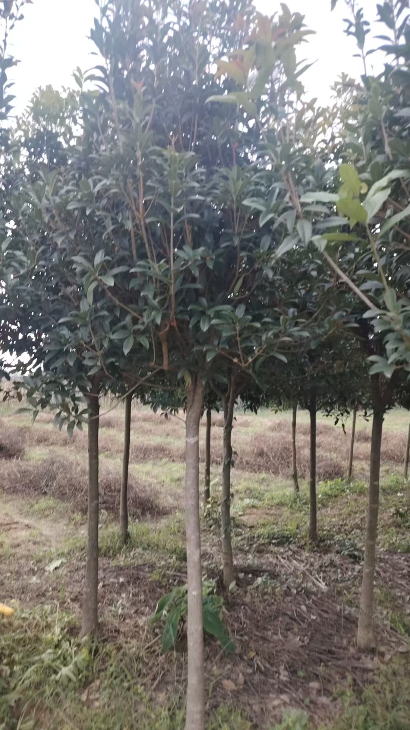 桂花树现挖现发全国发货欢迎来电洽谈