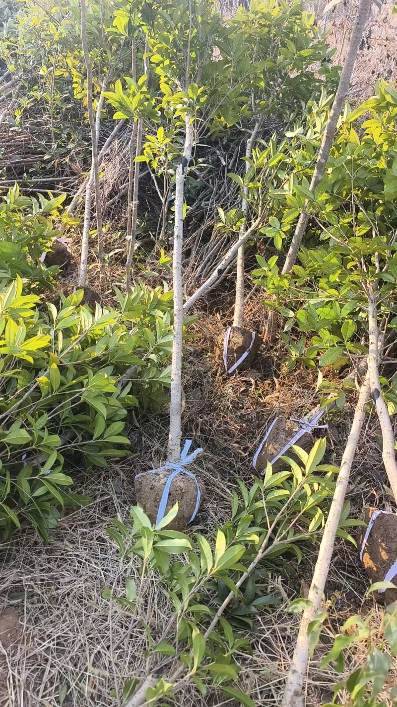 桂花树现挖现发全国发货欢迎来电洽谈