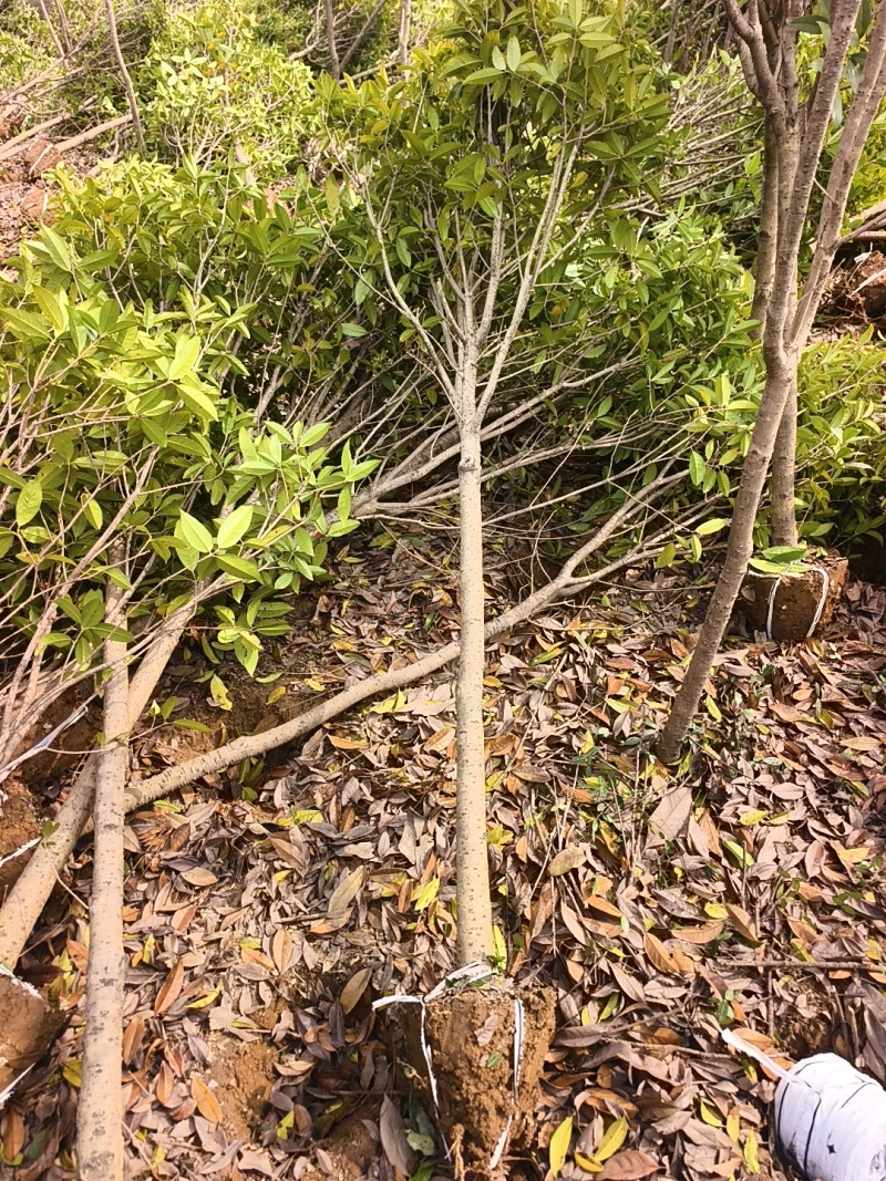 桂花树现挖现发全国发货欢迎来电洽谈