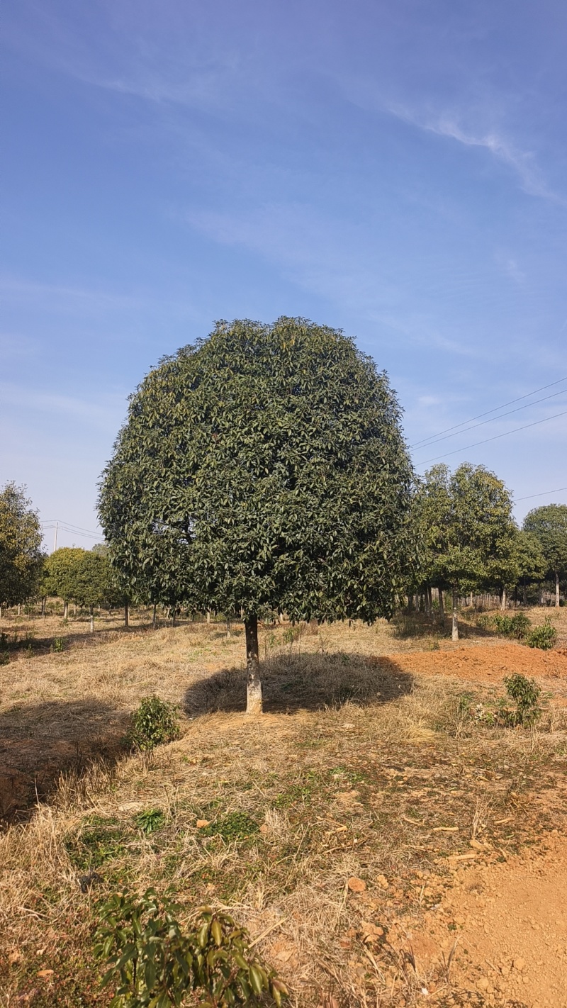 桂花树现挖现发全国发货欢迎来电洽谈