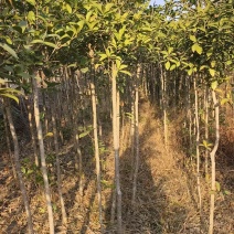 桂花树现挖现发全国发货欢迎来电洽谈