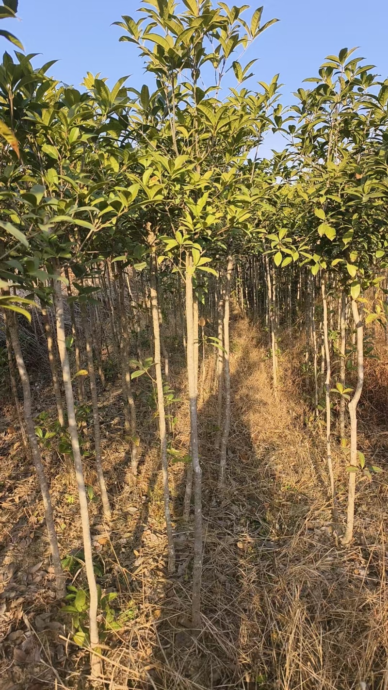桂花树现挖现发全国发货欢迎来电洽谈