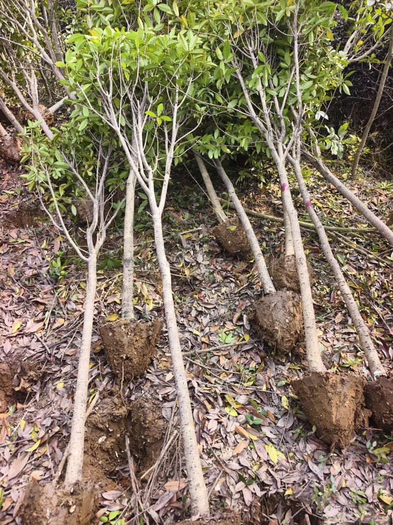 桂花树现挖现发全国发货欢迎来电洽谈