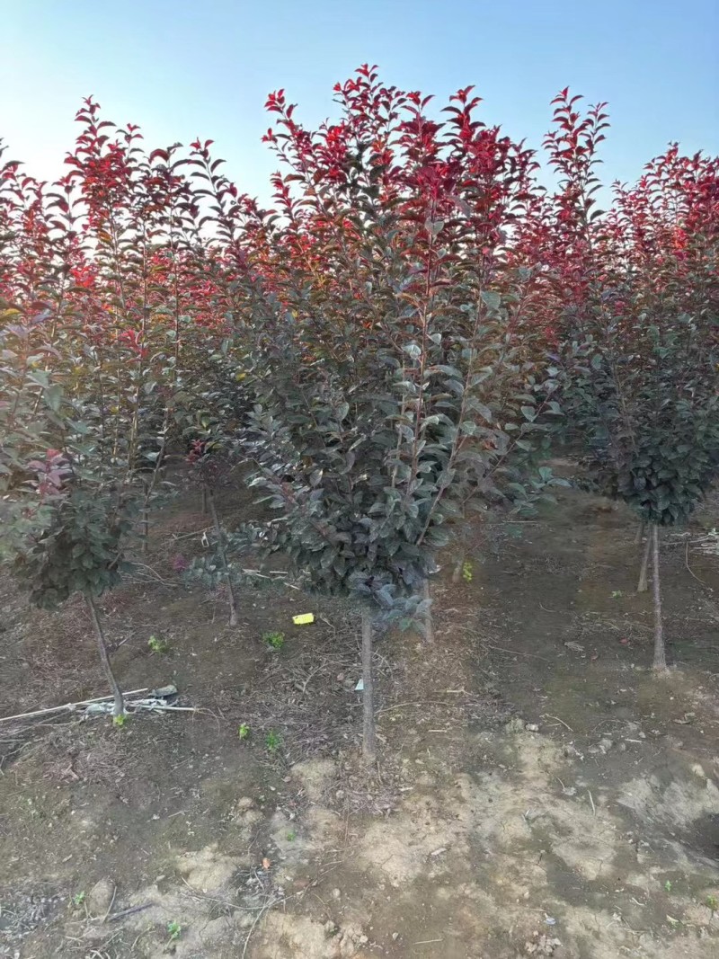 红叶李基地红叶李规格全面红叶李1-15公分量大