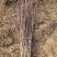 红叶李基地红叶李规格全面红叶李1-15公分量大