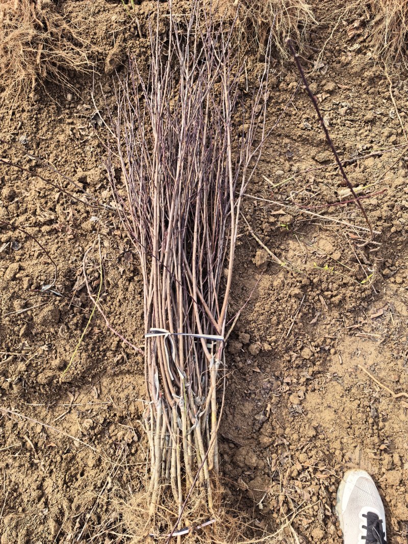 红叶李基地红叶李规格全面红叶李1-15公分量大