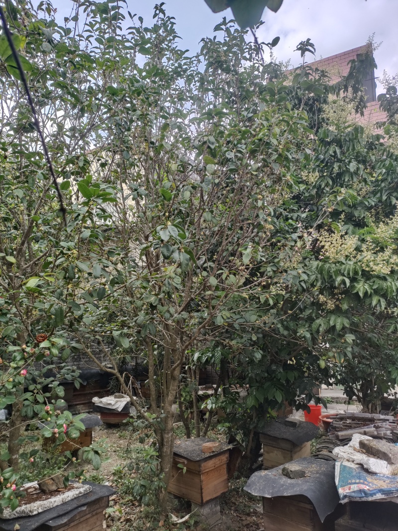 自家养的中蜂蜂蜜