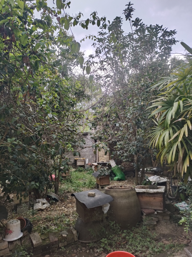 自家养的中蜂蜂蜜