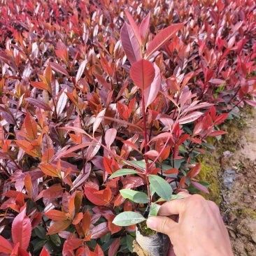 红叶石楠苗品质保障支持视频看货选货