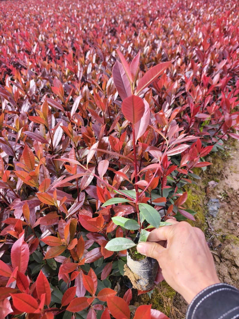 红叶石楠苗品质保障支持视频看货选货