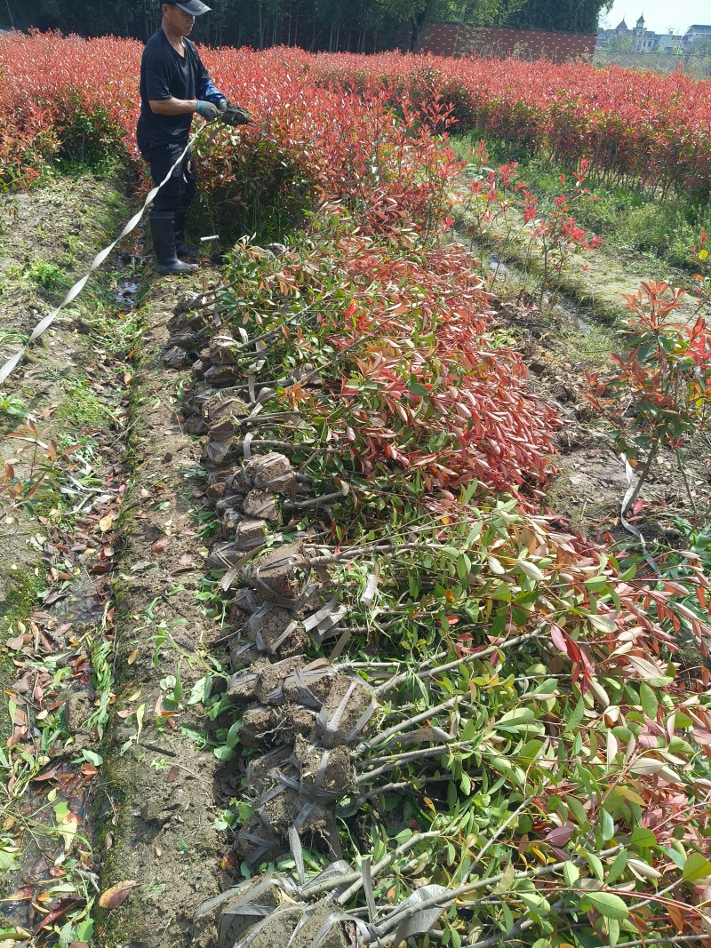 红叶石楠绿蓠高度80cm一1m，基地有量，欢迎来一亩田订