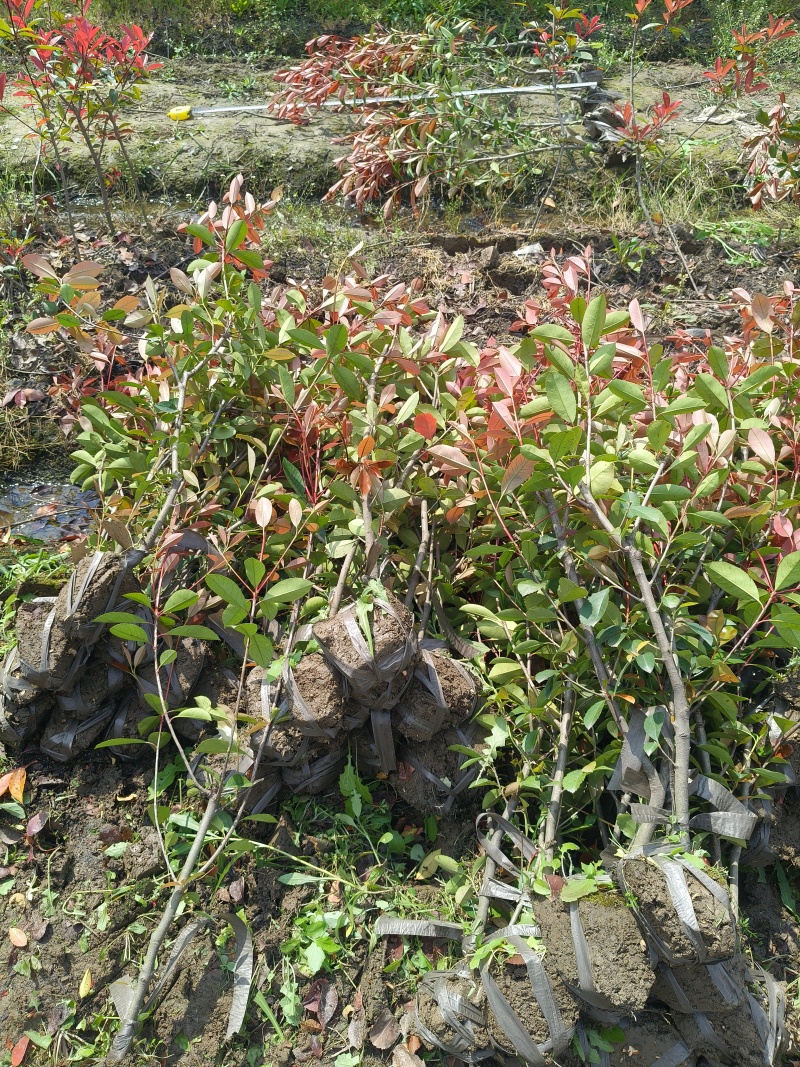 红叶石楠绿蓠高度80cm一1m，基地有量，欢迎来一亩田订