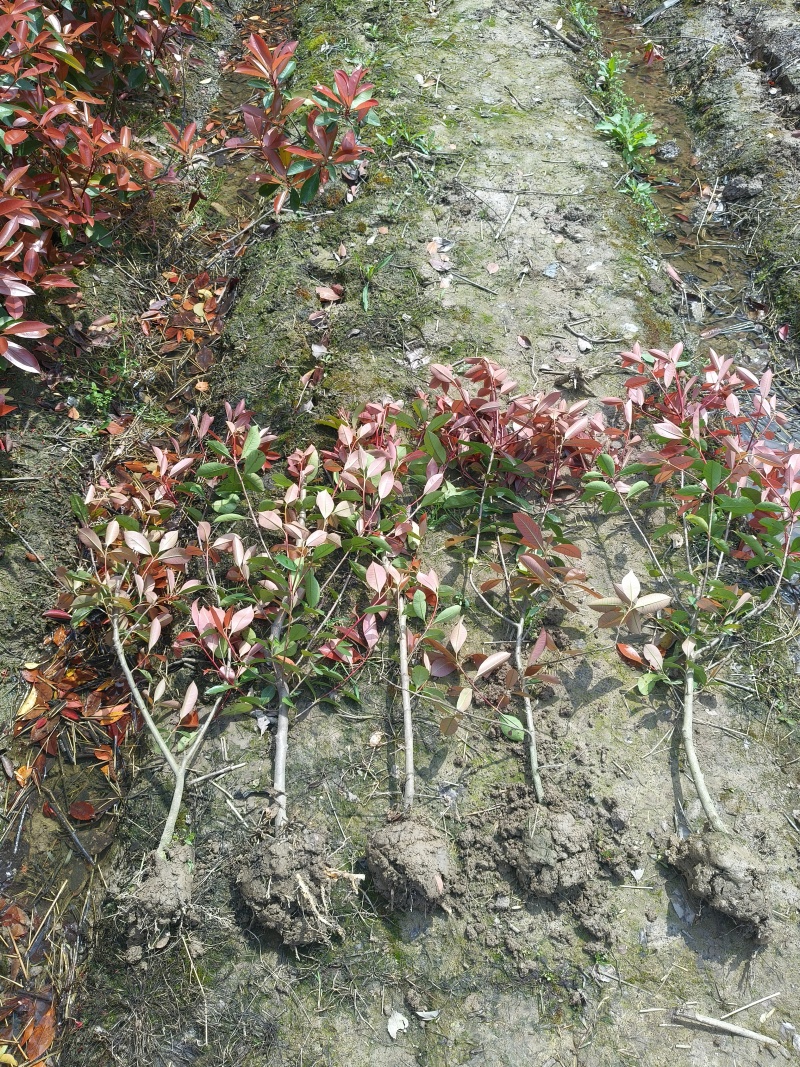 红叶石楠绿蓠高度80cm一1m，基地有量，欢迎来一亩田订