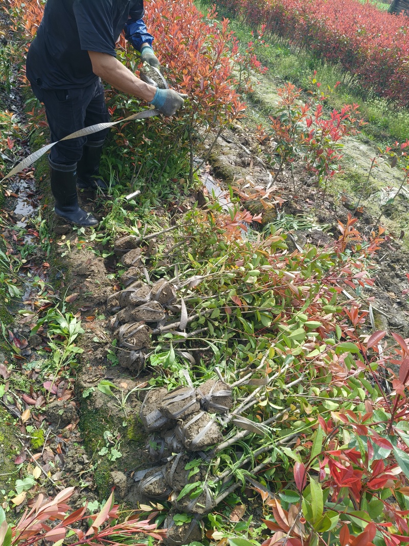 红叶石楠绿蓠高度80cm一1m，基地有量，欢迎来一亩田订