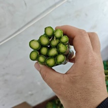 芦笋中断