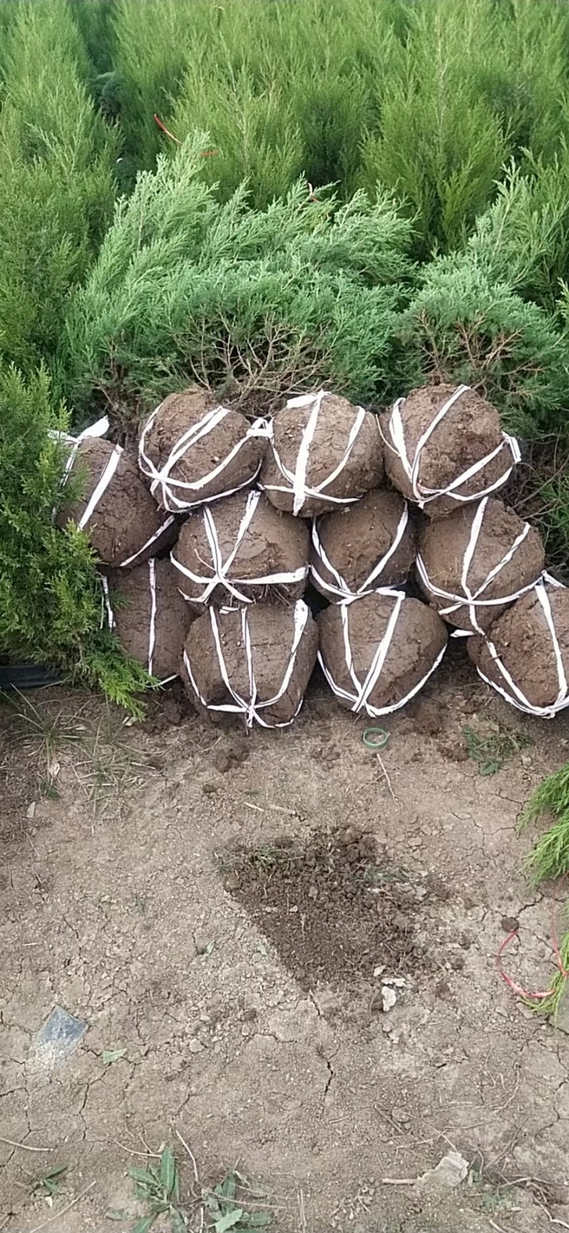 蜀桧基地蜀桧高20公分-4米量大