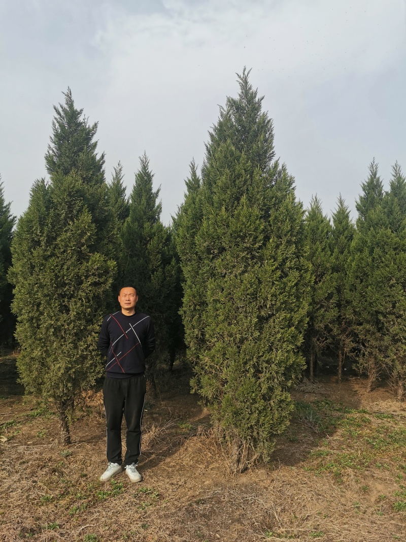 蜀桧基地蜀桧高20公分-4米量大