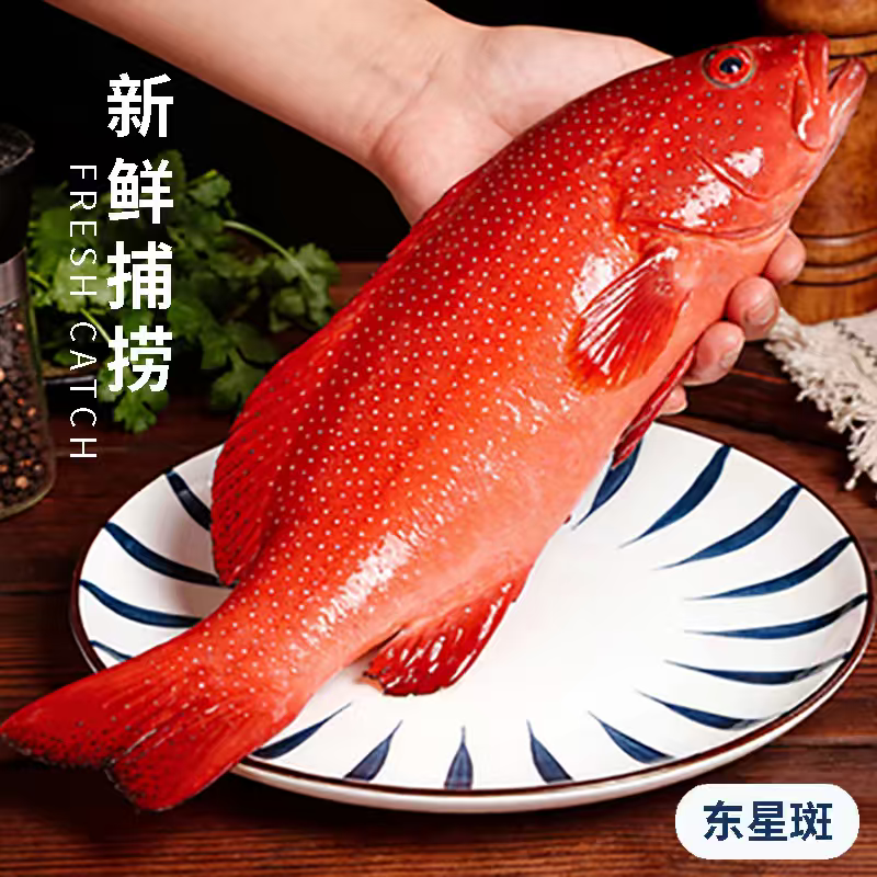 石斑鱼东星斑活鲜1-5斤/条！