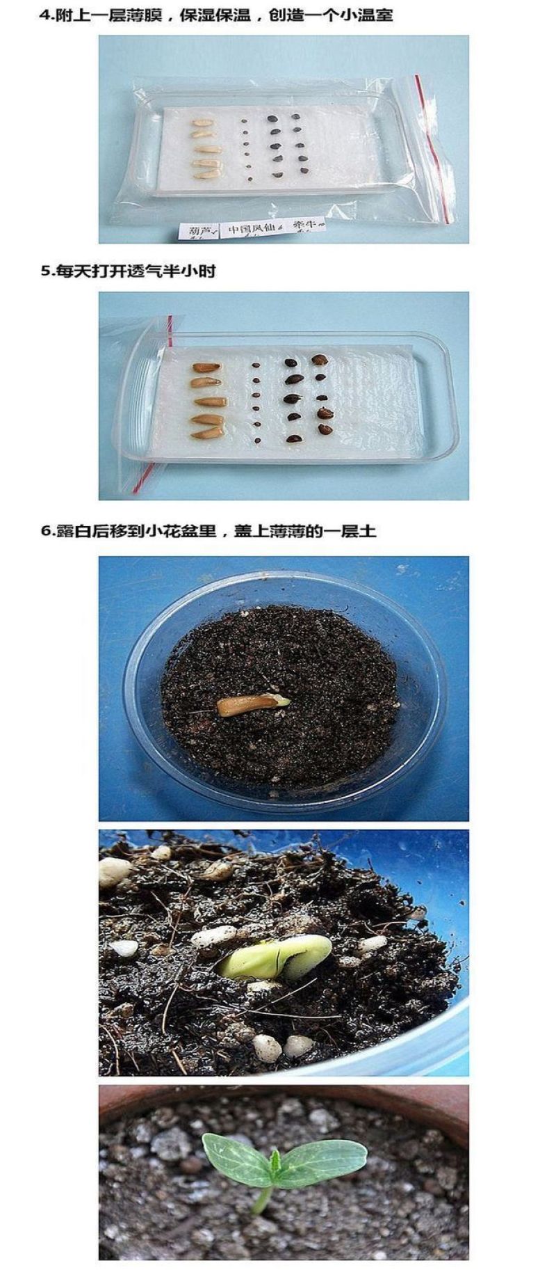 128款混装花组合装四季幼儿园种植盆栽花卉植物阳台庭院野