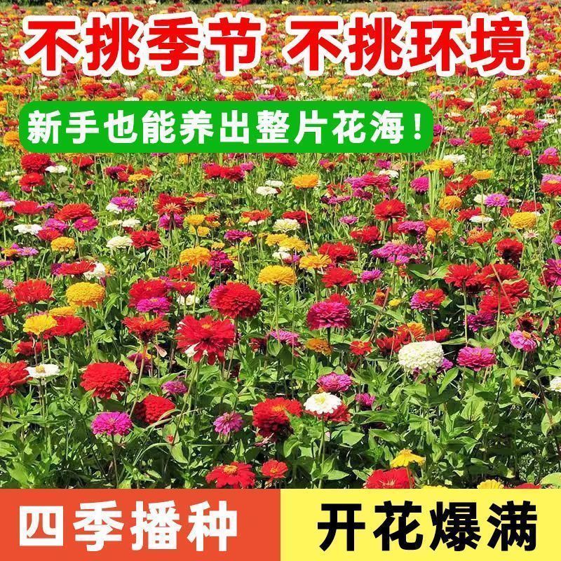 128款混装花组合装四季幼儿园种植盆栽花卉植物阳台庭院野